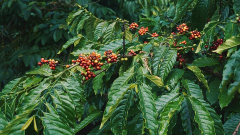 Learn About Coffee, Starting With A Coffee Bean