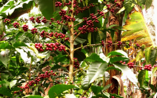 Something About Coffee Plant