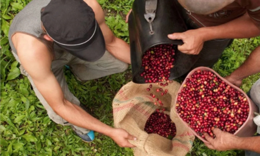 What Is A Coffee Cooperative?