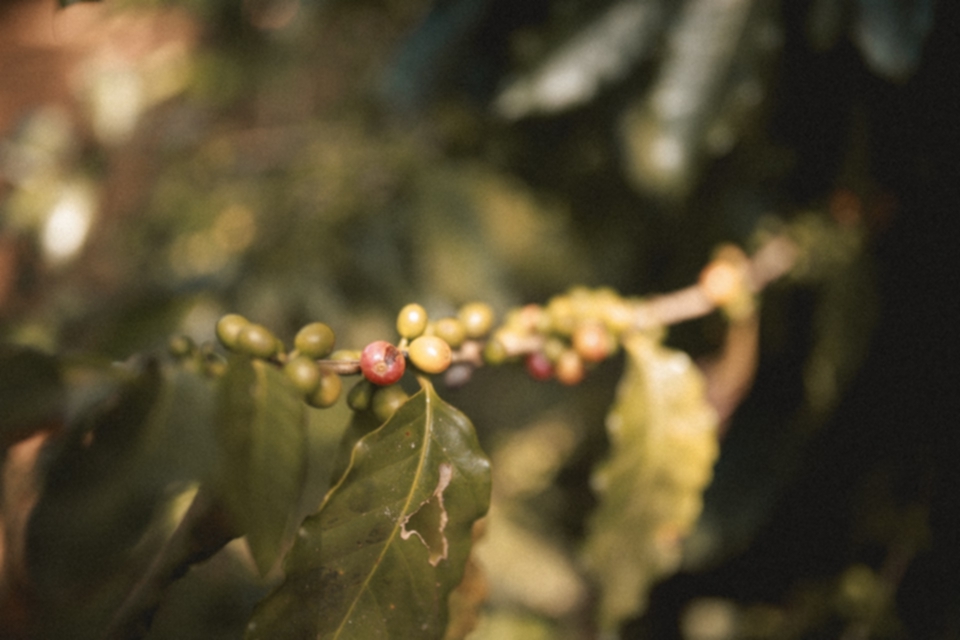What Is F1 Hybrid Coffee? What Are The Advantages Of Hybrids?