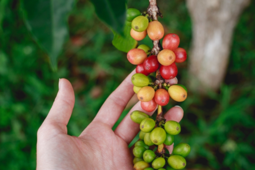 Why Know The Coffee Origin Is Important
